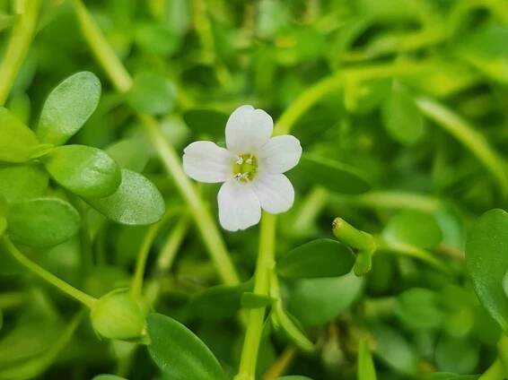 Brahmi (Bacopa monnieri)