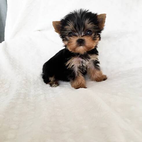 Small Dog Puppies For Sale Yorkshire at Nadene Hansen blog