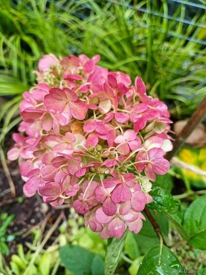 Hortenzie latnatá Pinky Promise (Hydrangea paniculata)