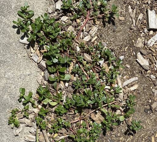 Purslane: Friend or Foe?