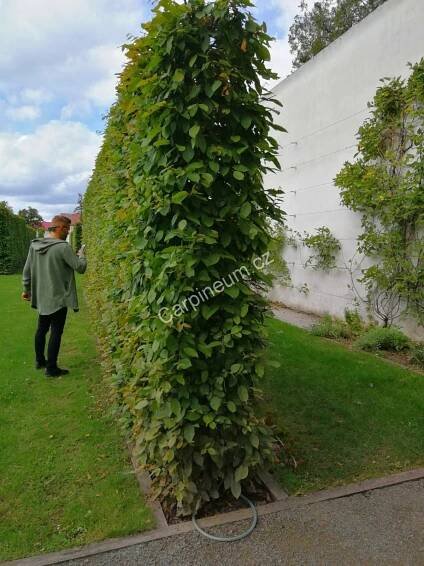 Habr obecný 175 cm - 200 cm jutový bal/od října 2025