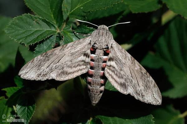 Lišaj svlačcový | Naturfoto.cz