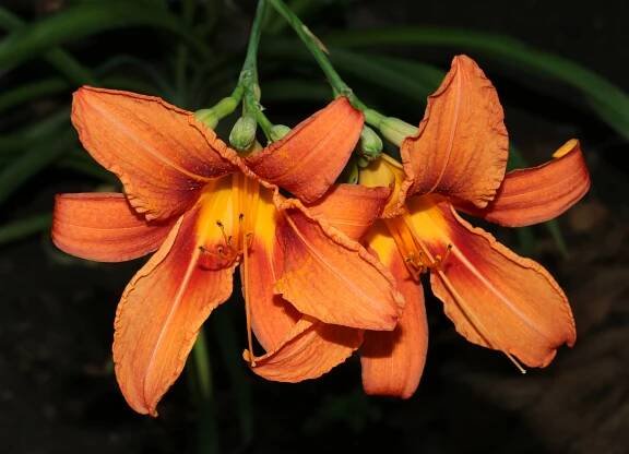Soubor:Hemerocallis fulva 2016 G1.jpg – Wikipedie