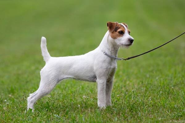 Little Eden Chive - Little Eden Jack Russell Terriers