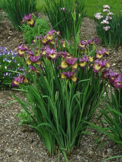 Siberian Irises F-J