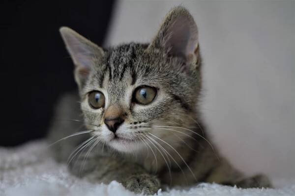 Kiara | Kočky ČB