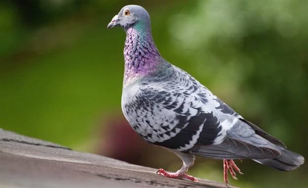 'Joe the Pigeon' gets reprieve from death, after leg band found to be fake