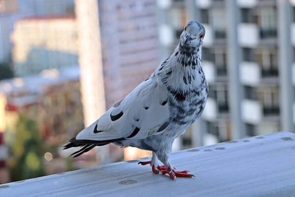 Pigeon on balcony railing. How to keep pigeons off balcony feature image.
