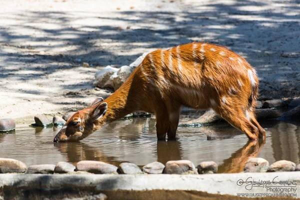 Giuseppe Cammino - July 2017 - Zoo Aquarium - Madrid