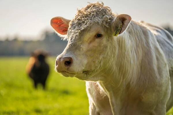 bezplatná Základová fotografie zdarma na téma agroekologie, bos taurus, bukolický Základová fotografie