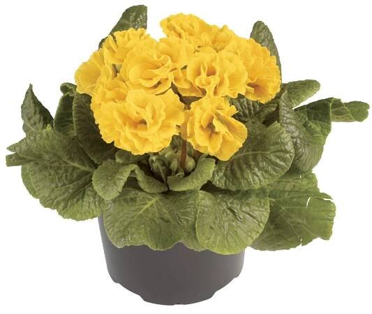Prvosenka plnokvětá (Primula), různé barvy, pr. cca 10 cm