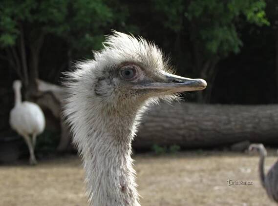 Do vyškovské ZOO, do města a... - Cestopisy