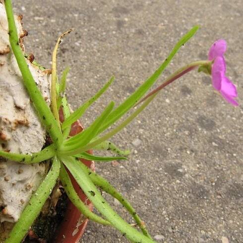 Tučnice mexická - Pinguicula moctezumae - prodej semen - 13 ks - ukončený