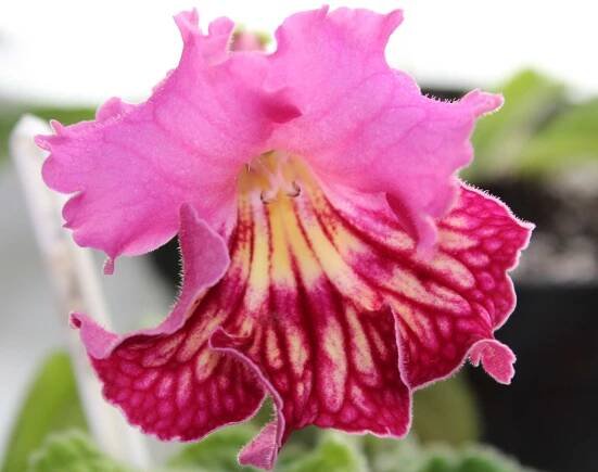 Co má streptokarpus rád?