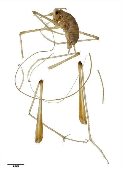 Pallidoplectron