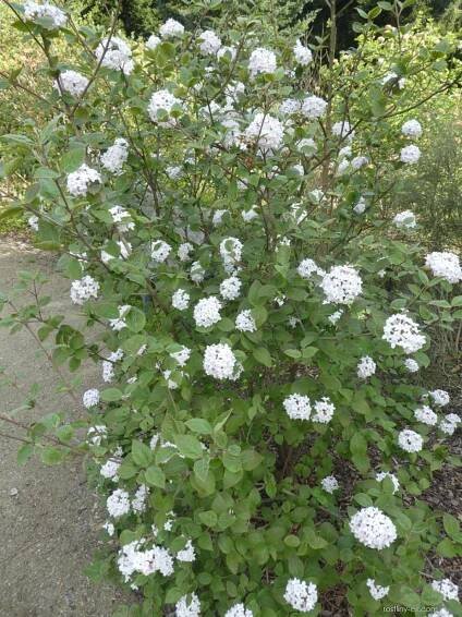 Kalina Carlesiova Aurora (Viburnum carlesii)