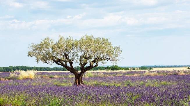 Opojná krása levandulových polí. Tipy na nejhezčí místa v Provence
