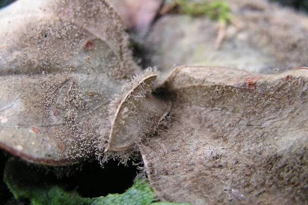 gray mold on leaves