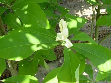 Magnolia hypoleuca | šácholan obvejčitý - Van den Berk Školky