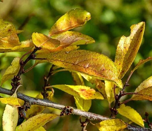 Prunus spinosa L. (trnka obecná)