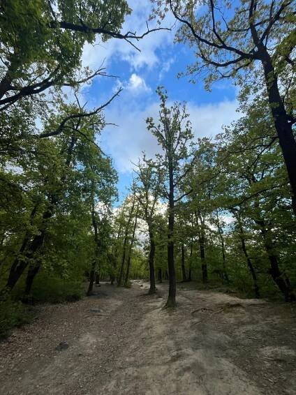 Betička - Čimický háj (334 m) #9 - Vrcholovka.cz