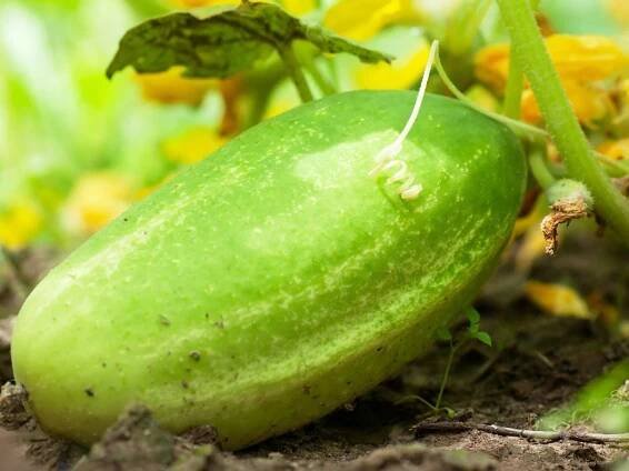 Cucumber Seed Collection: Tips For Harvesting & Saving Seeds From Cucumber