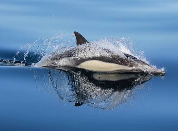 Dolphins face serious threats from chemical pollution and ocean warming