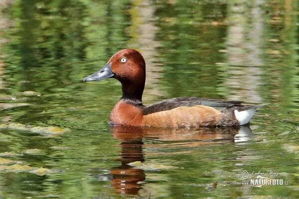 Polák malý | Naturfoto.cz