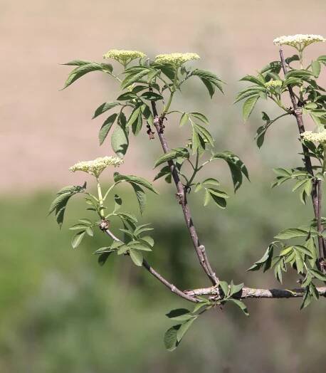 Sambucus nigra L. - Portale della Flora d'Italia / Portal to the Flora of Italy