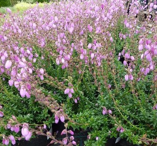 Dabécie kantabrijská, Irský vřes 'Praegarie Violet' - Daboecia cantabrica 'Praegarie Violet'