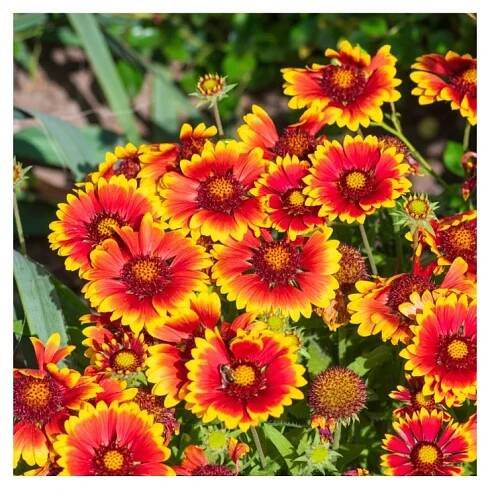 Kokarda jednoduchá – Gaillardia pulchella – prodej semen kokardy