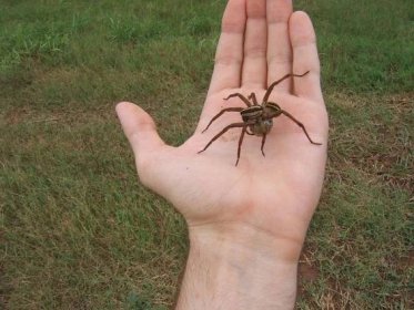 Pavouk superpredátor: Největší lovec ze všech