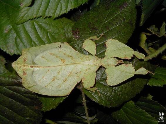Phyllium bioculatum (PSG10)