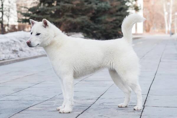 Kishu inu