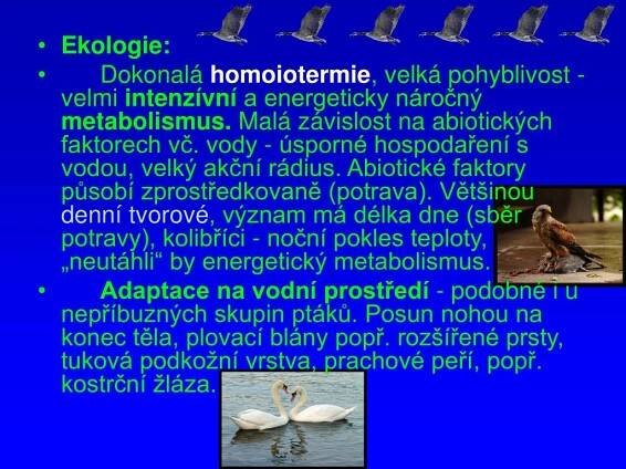PPT - balios.cz PowerPoint Presentation, free download - ID:3919841