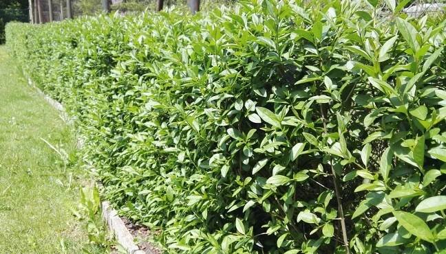 Ptačí zob - Ligustrum vulgare