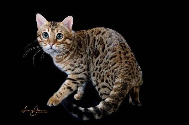 Bengal Studs – LunaKatz