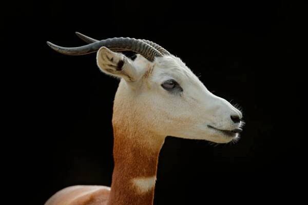 dama gazelle, addra gazelle, nebo mhorr gazelle, nanger dama, detailní portrét s rohem. zvíře z afriky. detailní portrét obličeje. gazely. divoká scéna z přírody, nigeru, čadu a súdánu. - daněk evropský - stock snímky, obrázky a fotky