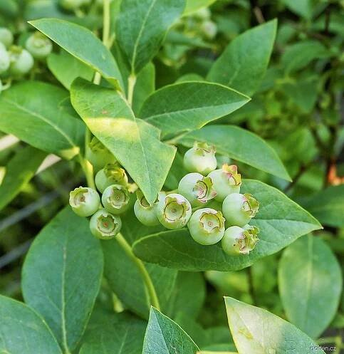 Forum / Obrázek : Brusnice chocholičnatá (Vaccinium corymbosum)