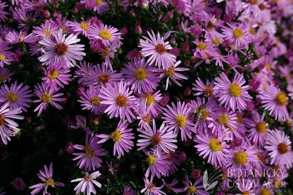 Aster dumosus 'Rozika' - hvězdnice nízká | Lukáš Hrdinka | Autoři | iBotky.cz