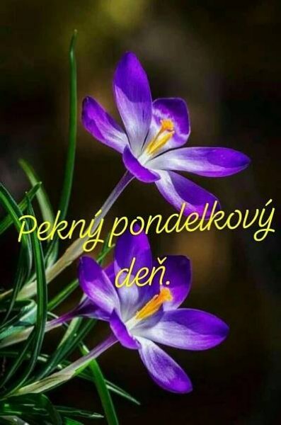 Buongiorno! Purple Flowers with the Words Good Morning