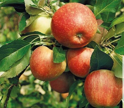 Fruit Trees – Richard's Plants 