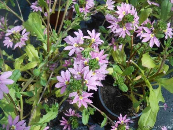 Vějířovka vrbovitá (Scaevola aemula)