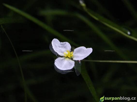 Sagittaria subulata - Šípatka šídlatá - akvarijní rostliny Surpan.cz 