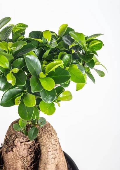 Fíkus, Ficus microcarpa, bonsaj, květináč 12 cm skladem | ZAZUMi.cz