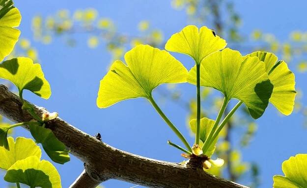 Ginkgo biloba Jinan dvoulaločný list - Bylík.cz