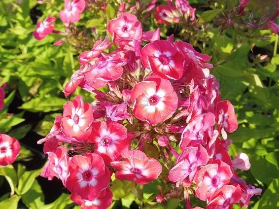 Phlox paniculata " Famous Coral ® " - flox, plamenka latnatá Zahradnictví Krulichovi - zahradnictví, květinářství, trvalky