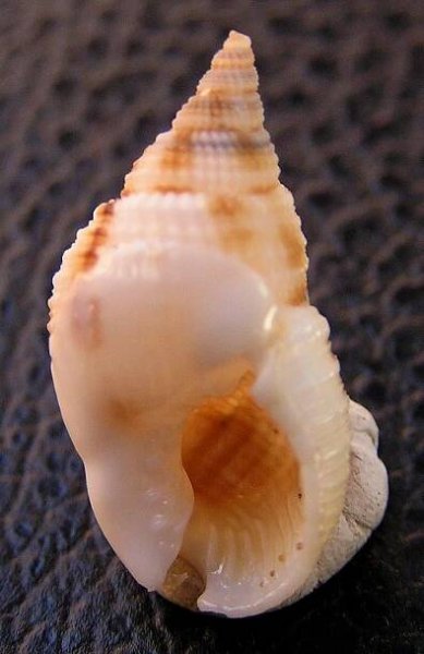 Nassarius candens