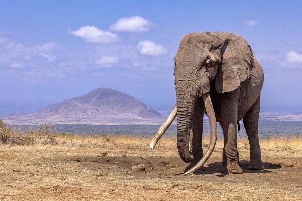 Amboseli - Wild Vision Adventures