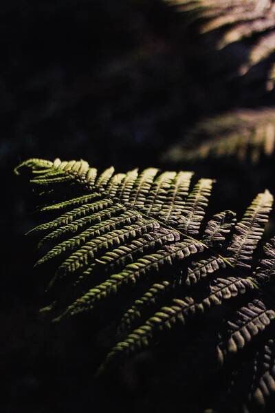 Základová fotografie na téma biologie, botanický, bujný, čerstvý, detail, divoký, ekologie, flóra, harmonie, idylický, kapradina